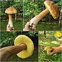 Mushrooms27082010-013