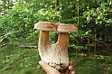 Mushrooms27082010-016