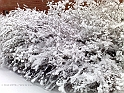 20101217517