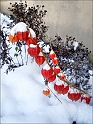 snowAdventure2010-p13