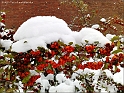 snowAdventure2010-p46