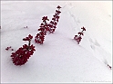 snowAdventure2010-p51
