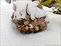 snowAdventure2010-p6
