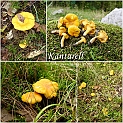 kantarell2010
