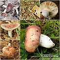 kantkremla2010