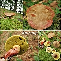 rutsopp2010