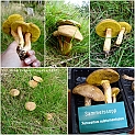sammetssopp