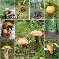 tegelsopp2010