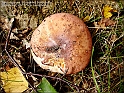 DSC00910