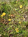 DSC00915
