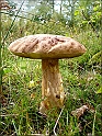 DSC00937