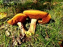 DSC00952