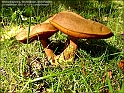 DSC00953