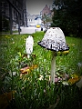 DSCN7947