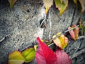 DSCN8174