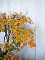 DSCN8205