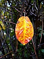 DSCN8242