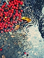 DSCN8253