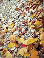 DSCN8306
