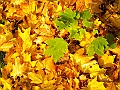 DSCN8372