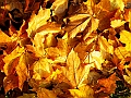 DSCN8374