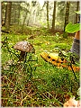 GTB_Svamapr2001oct_p002