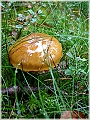 GTB_Svamapr2001oct_p006