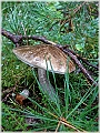 GTB_Svamapr2001oct_p009