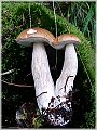 GTB_Svamapr2001oct_p011