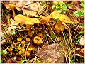 GTB_Svamapr2001oct_p013