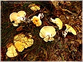 GTB_Svamapr2001oct_p015