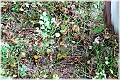 GTB_Svamapr2001oct_p024