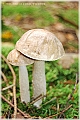 GTB_Svamapr2001oct_p031