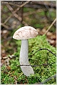 GTB_Svamapr2001oct_p032
