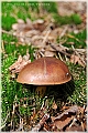 GTB_Svamapr2001oct_p042