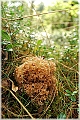GTB_Svamapr2001oct_p052