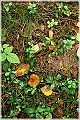 GTB_Svamapr2001oct_p055