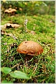 GTB_Svamapr2001oct_p061