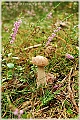 GTB_Svamapr2001oct_p062