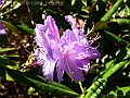 DSC03170