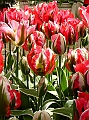 DSC03263