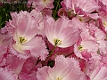 DSC03275