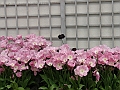 DSC03289