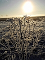 DSCN8875