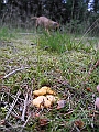 DSCN3623