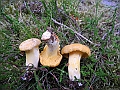 DSCN3627