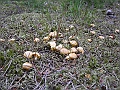 DSCN3631