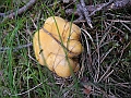 DSCN3633