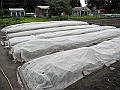 DSCN3938