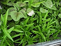 DSCN3940